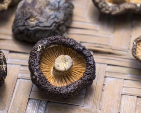 Shiitake