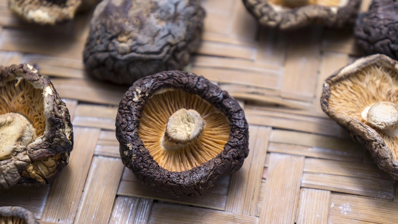 Shiitake